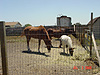 Jin's horses