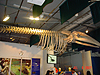 A skeleton