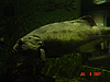 A giant bass fish