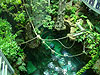 Looking down at the rainforest exhibit