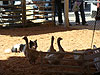 A dog gathering up the geese