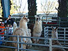 Llamas