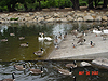 The ducks on the boat ramp