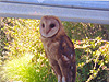 An owl