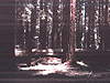 A picture Tyler took at Armstrong Woods Park