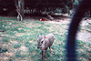 A picture Tyler took at Safari West