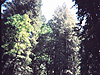 A picture Tyler took at Armstrong Woods Park