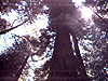 A picture Tyler took at Armstrong Woods Park