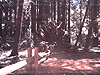 A picture Tyler took at Armstrong Woods Park