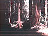 A picture Tyler took at Armstrong Woods Park