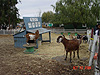 The petting farm