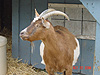 A cute goat