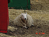 A lazy sheep