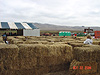 The hay maze