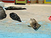 Seals