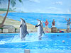 Dolphins