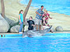 One of the dolphins