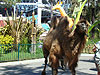A camel