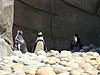 Penguins