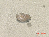 A picture of one of the sand crabs