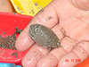 A sand crab Ken and Tyler found