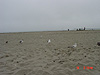 A bunch of hungry seagulls
