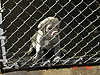 One of the puppies