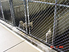 Puppies