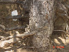 A fat lizard blending in with the tree