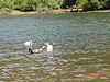 Some ducks having fun on the lake