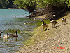 Some geese