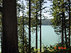 A view of Jenkinson Lake through the trees