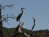 A bird that stopped by