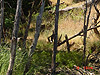 The raccoon going down the tree