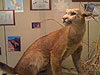 A cougar