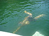 Tyler swimming underwaterr