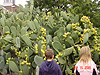 A cactus