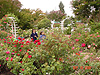 The rose garden