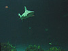 Tyler looking at a shark right in front of him