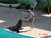 A sea lion performing at a show