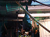 A Malayan Flying Fox