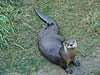 A North American River Otter