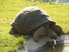 A tortoise