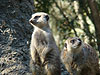 Slender-Tailed Meerkat