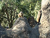 Slender-Tailed Meerkat