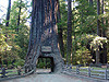 The Chandelier Tree