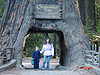 Tyler and Heidi standing in the tree