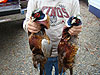 Tyler's pheasants
