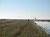 Tyler looking for pheasants