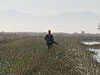 Tyler looking for pheasants
